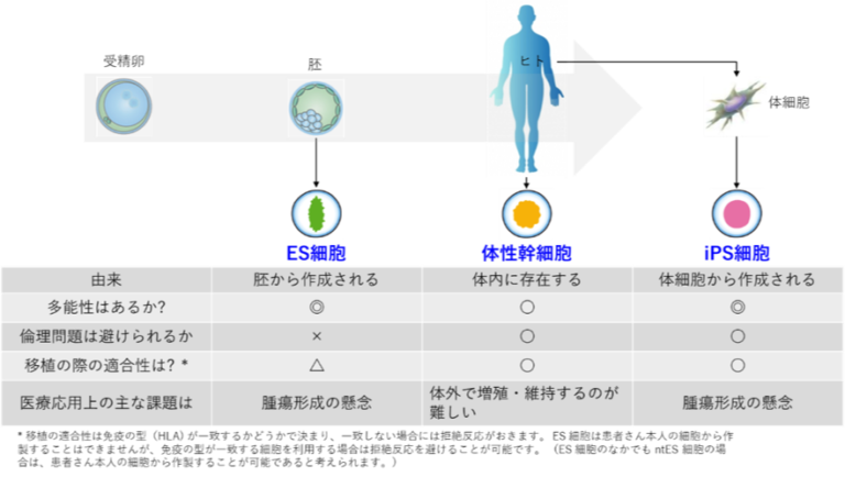 再生医療に活用される幹細胞の種類 GRACECREA 株式会社